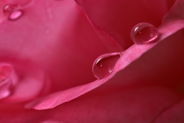 水珠 水滴 雨滴 - 上的免费照片