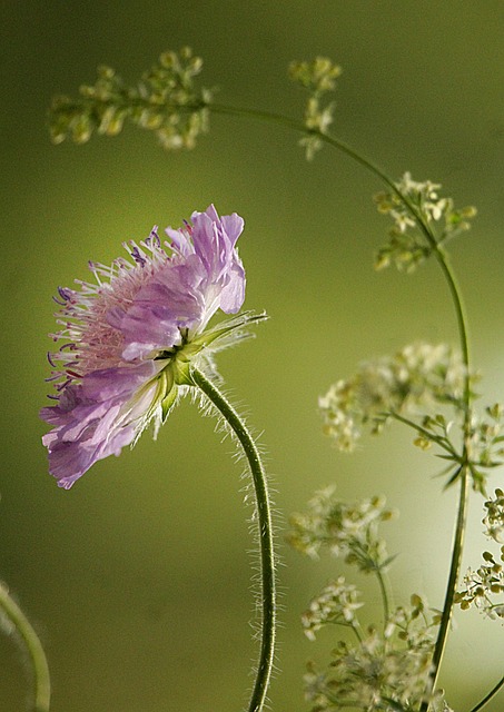 花卉 草药 草地 - 上的免费照片