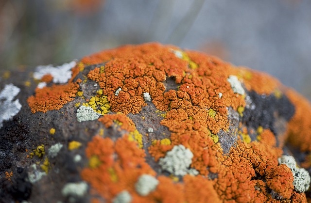 地衣 橙色的 苔藓 - 上的免费照片