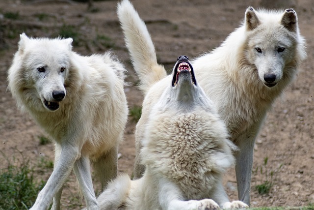 狼 自然 野蛮的 - 上的免费照片