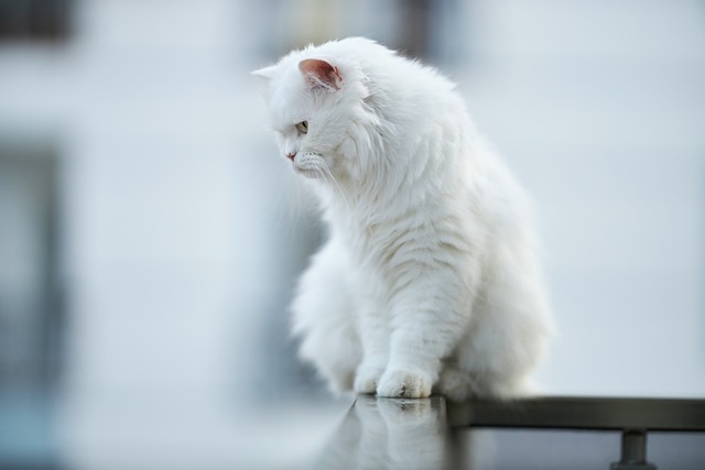 猫 动物 白色的 - 上的免费照片