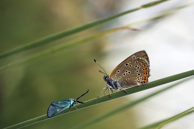 蝴蝶 昆虫 性质 - 上的免费照片