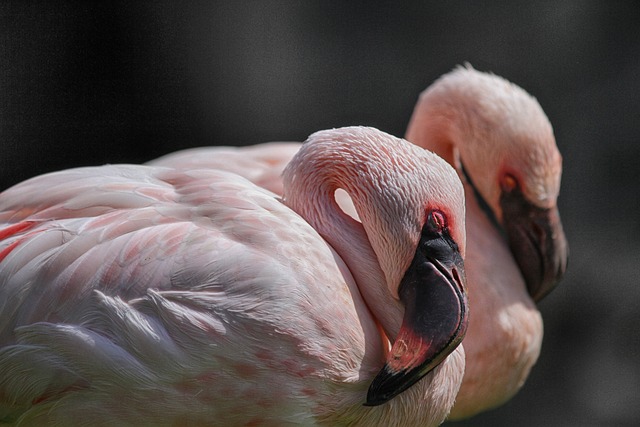 火烈鸟 粉色的 鸟 - 上的免费照片
