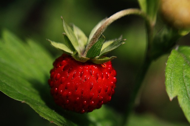 野草莓 草莓 成熟 - 上的免费照片