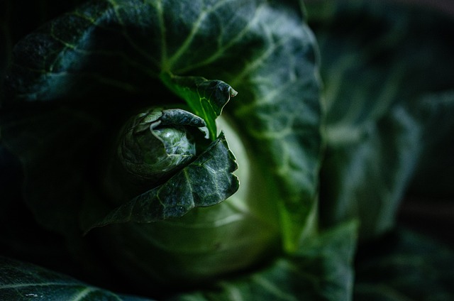 卷心菜 蔬菜 农场 - 上的免费照片