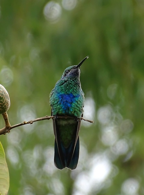 鸟 蜂鸟 哥伦比亚 - 上的免费照片