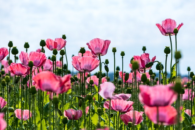 罂粟 花 粉红色的罂粟 - 上的免费照片