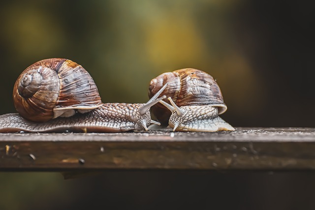 蜗牛 自然保护区 保护动物 - 上的免费照片