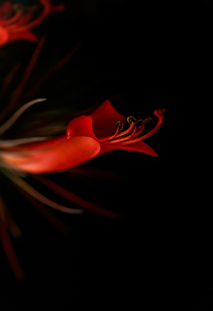 红色的 花 爱 - 上的免费照片