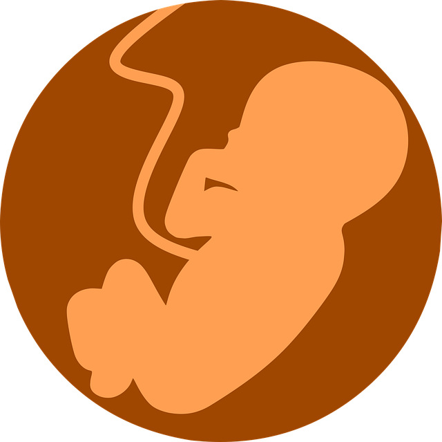 胎儿 胚胎 解剖学 - 免费矢量图形