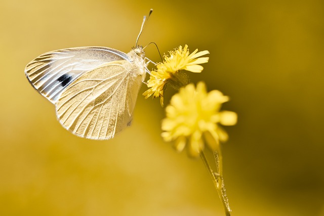 白灵 蝴蝶 花 - 上的免费照片