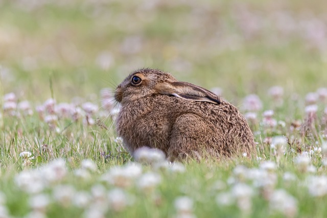 年轻的野兔 列夫勒特 野兔 - 上的免费照片