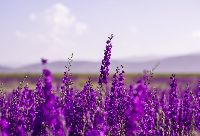 花朵 紫色的 薰衣草 - 上的免费照片
