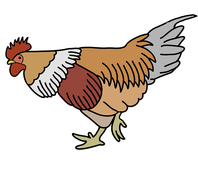 上帝的创造 公鸡 鸟 - 上的免费图片