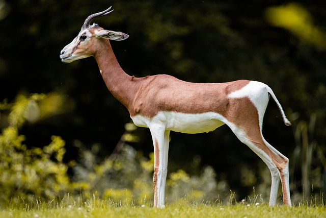 羚羊 非洲 动物 - 上的免费照片