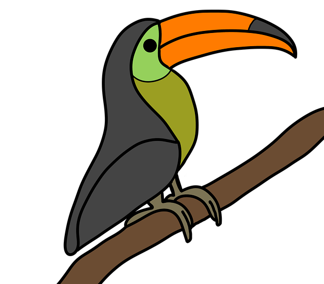 上帝的创造 巨嘴鸟 鸟 - 上的免费图片