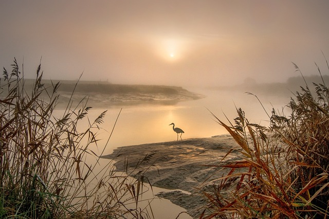 苍鹭 白鹭 景观 - 上的免费照片
