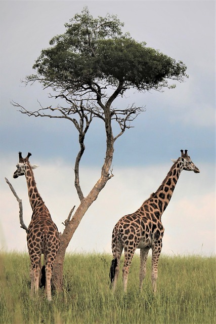 树 长颈鹿 领域 - 上的免费照片
