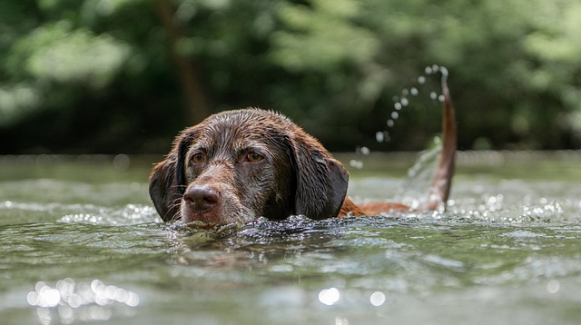 拉布拉多的巧克力 游泳 狗 - 上的免费照片