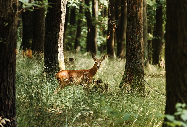 鹿 讨好 自然 - 上的免费照片