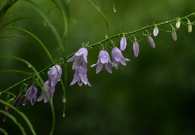 花 紫 开花 - 上的免费照片