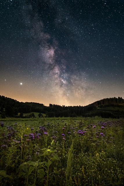 星空 花草甸 夜晚 - 上的免费照片