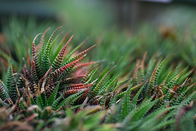 植物 多汁的 绿色 - 上的免费照片