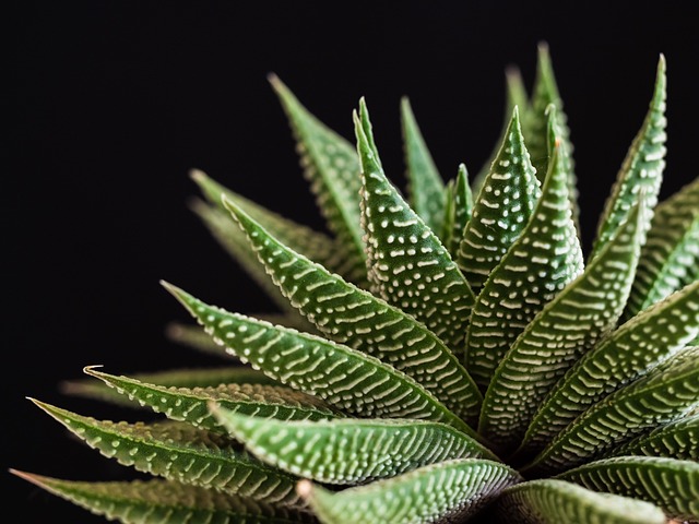 植物 多汁的 自然 - 上的免费照片