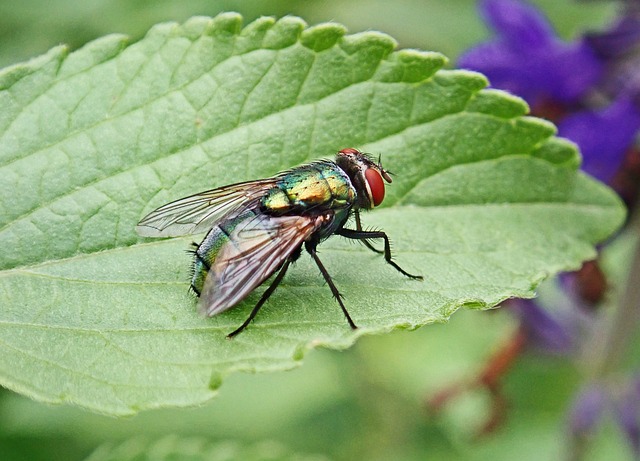 飞 昆虫 害虫 - 上的免费照片