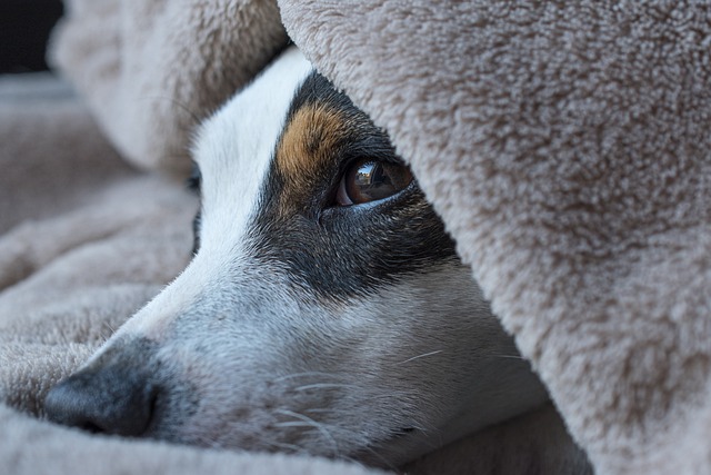 狗 插孔罗素 睡眠 - 上的免费照片