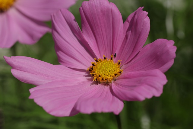 花卉 性质 粉红色 - 上的免费照片