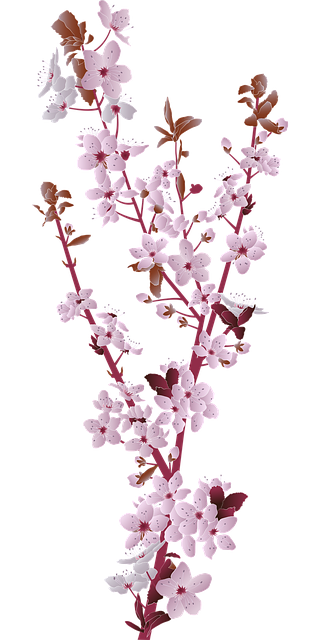 樱花 樱桃 树 - 免费矢量图形