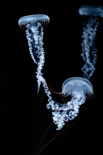 海蜇 生物 海 - 上的免费照片