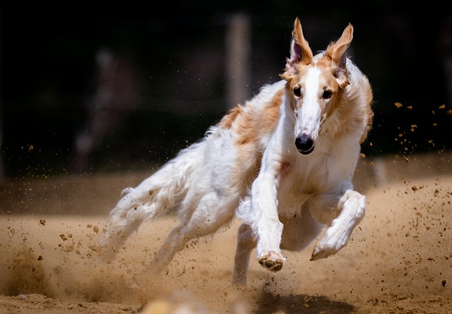 狗 犬类 种族 - 上的免费照片