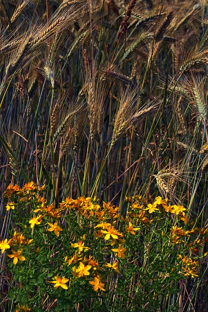 玉米地 黑麦 花朵 - 上的免费图片