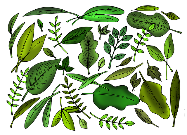 秋天 草药 森林 - 上的免费图片