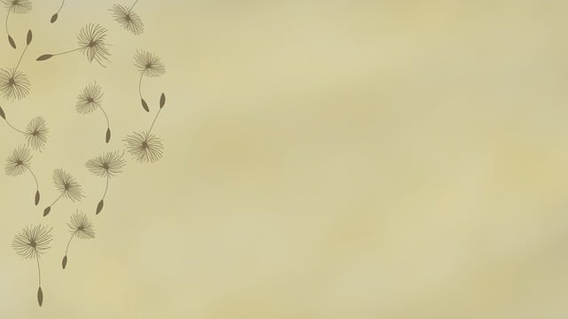 蒲公英种子 种子 飞蒲公英 - 上的免费图片