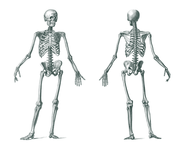 人体骨骼 骷髅 解剖学 - 上的免费图片