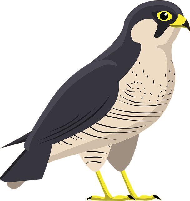 鹘 鹰 鸟 - 免费矢量图形