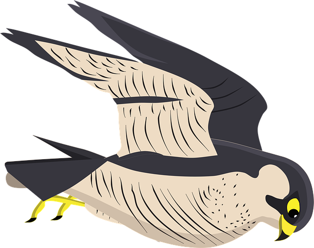 鹘 鹰 鸟 - 免费矢量图形