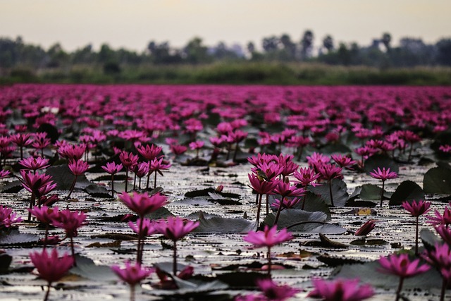 湖 花朵 莲花 - 上的免费照片