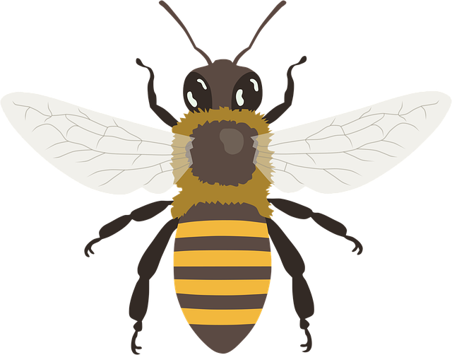 蜜蜂 熊蜂 翅膀 - 免费矢量图形