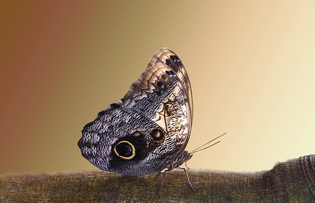 蝴蝶 蝴蝶的翅膀 鳞翅类 - 上的免费照片