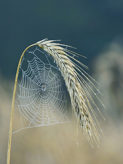 蛛网 蜘蛛 哈尔姆 - 上的免费照片