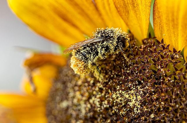 胡梅尔 昆虫 向日葵 - 上的免费照片