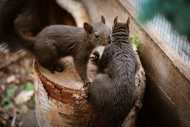 松鼠 啮齿动物 动物 - 上的免费照片