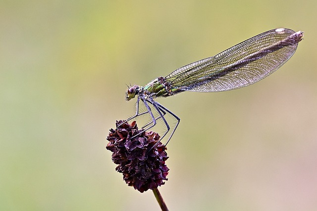 蜻蜓 昆虫 昆虫学 - 上的免费照片