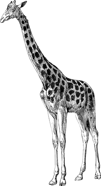 长颈鹿 动物 线条艺术 - 免费矢量图形
