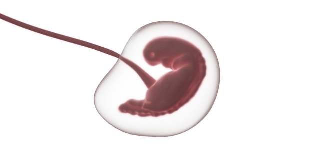 胎儿 胚胎 怀孕 - 上的免费图片
