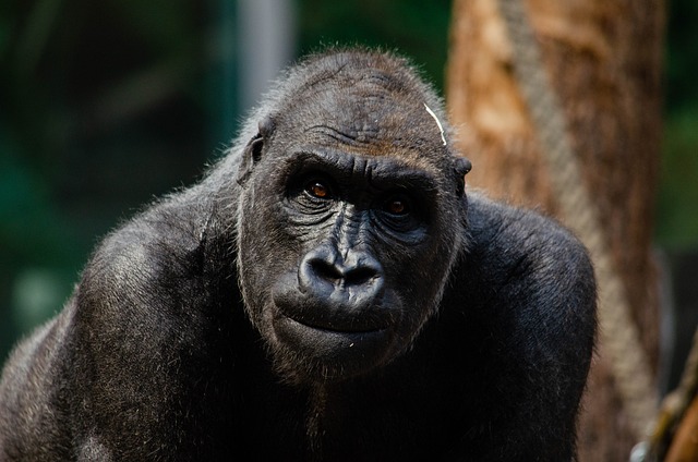 大猩猩 猴 猿 - 上的免费照片